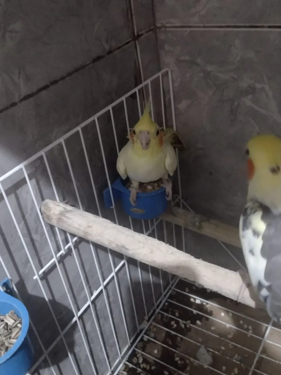 Casal