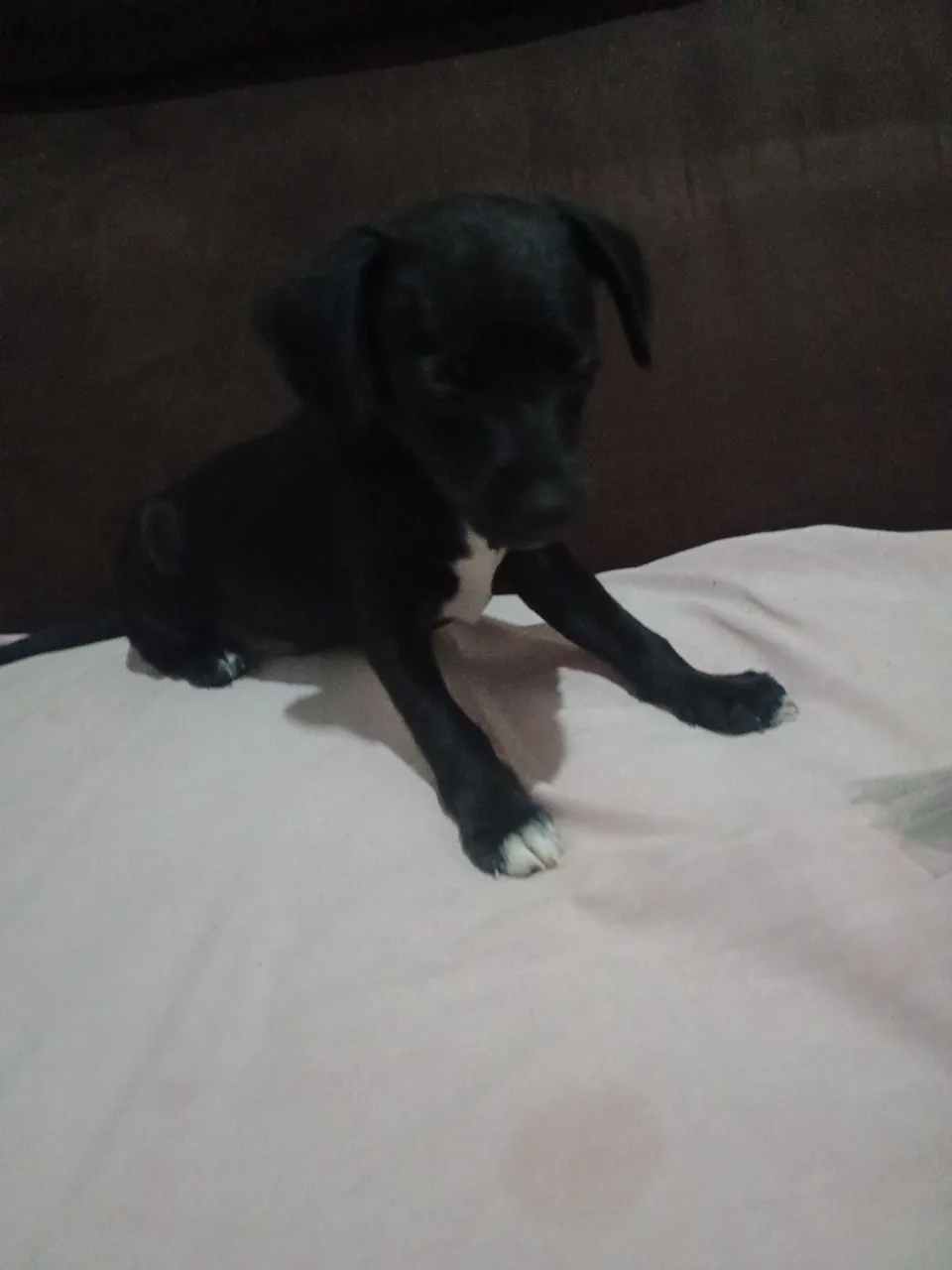 Filhote de cachorro preto