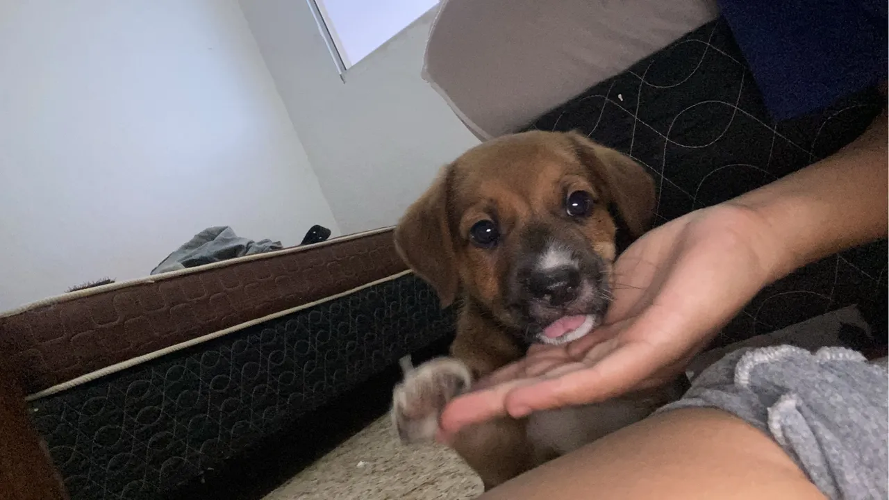 Estou doando cachorrinho filhote macho