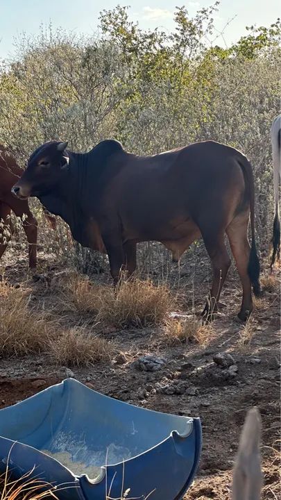 Garrote Sindi 18 meses  - Foto 2