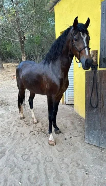 Cavalo para Doação