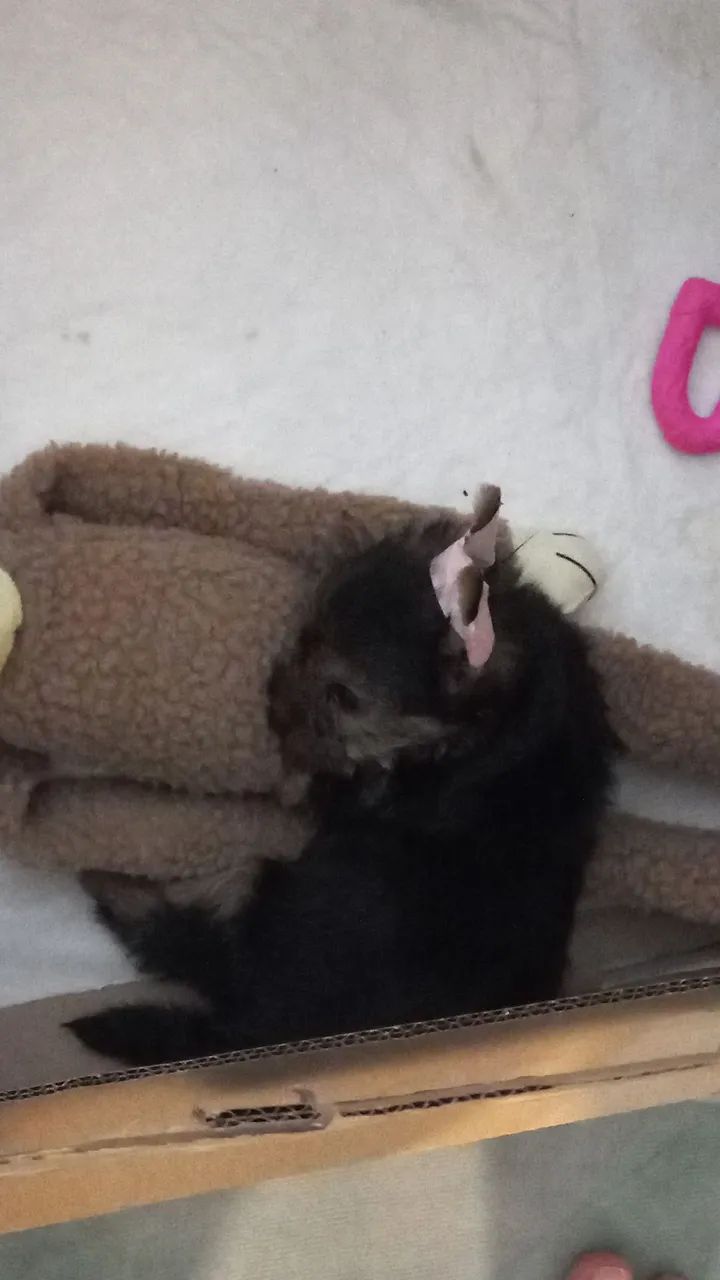 Yorkshire fêmea 2 meses + enxoval - Foto 3