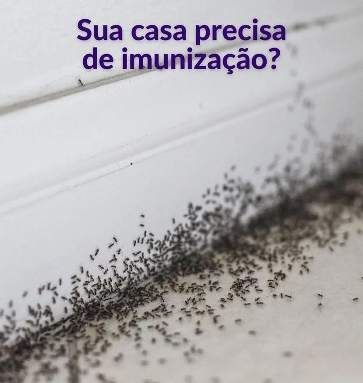 Dedertizacao geral - Foto 2