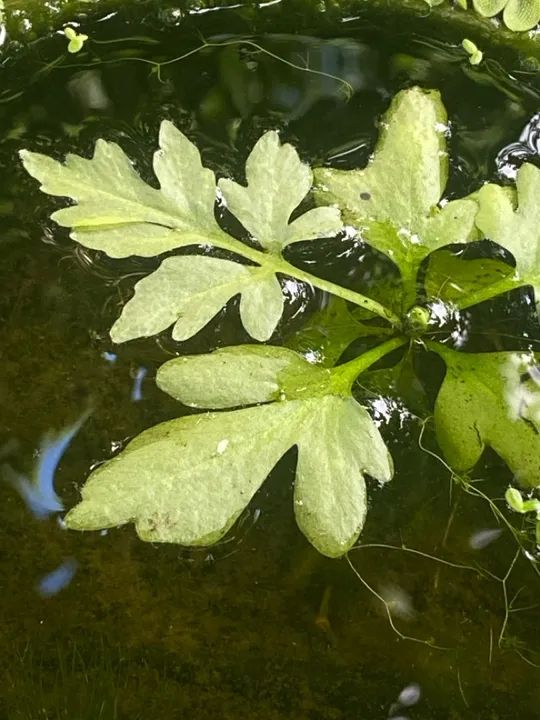 Plantinhas aquáticas - Foto 3