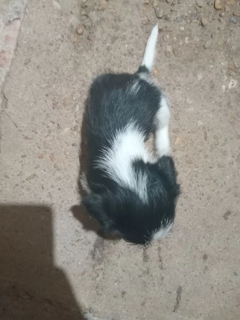 Cachorrinho.