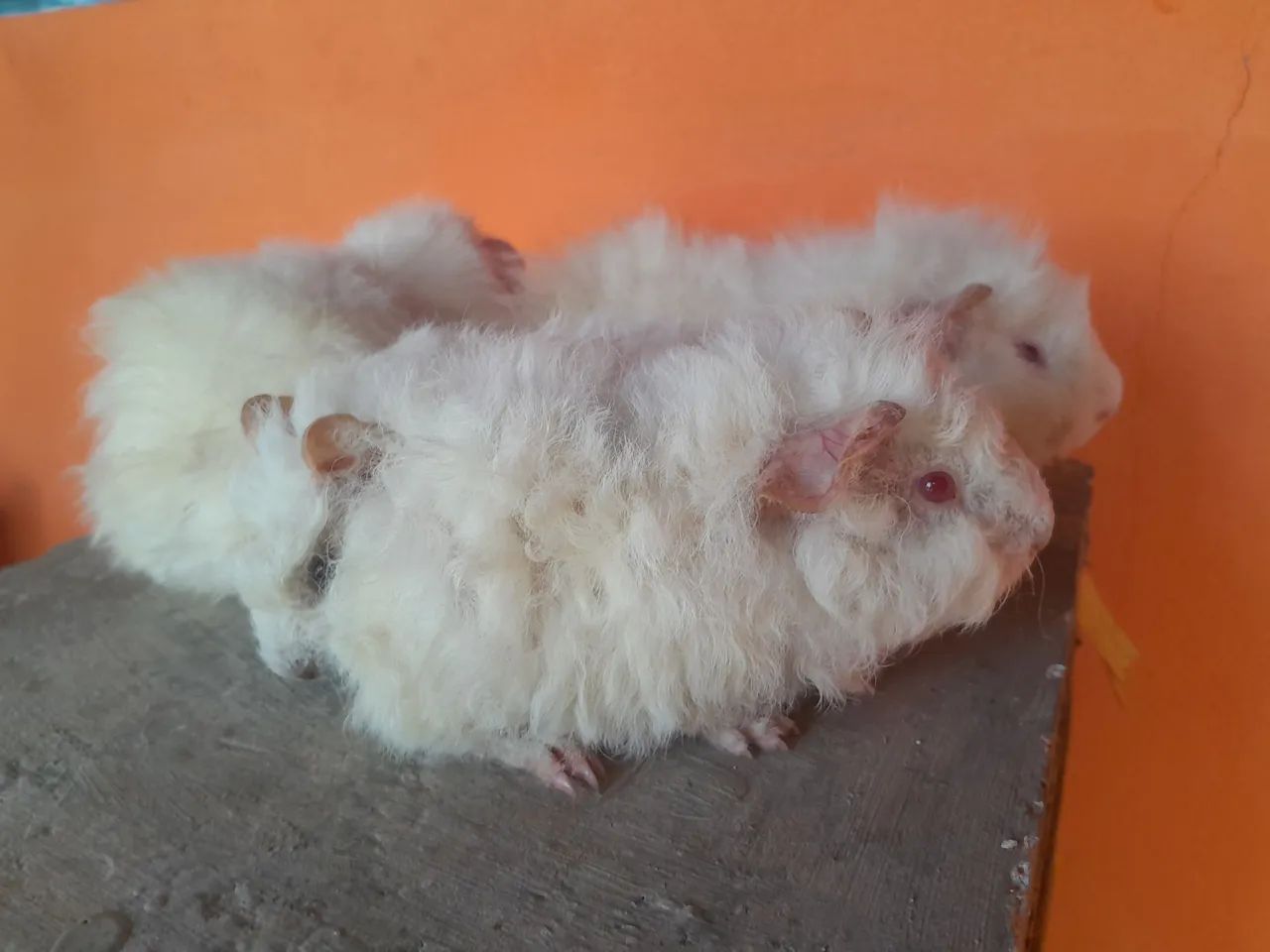 Lote Porquinhos Alpaca - Foto 2