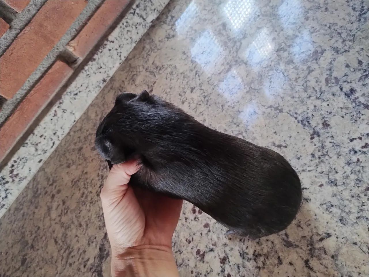 Porquinho da Índia Macho Inglês  - Foto 2