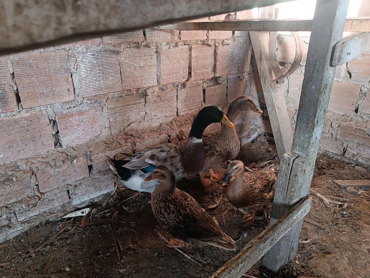  Lindo Casal de patos marrecos bruem 350 - Foto 2