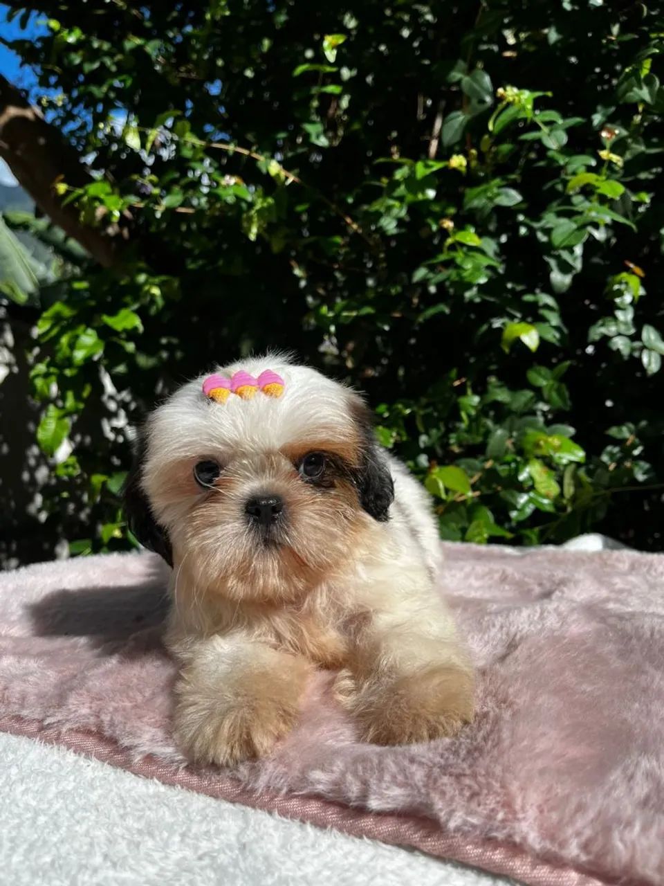 Fêmea de shih-tzu disponível !! - Foto 2
