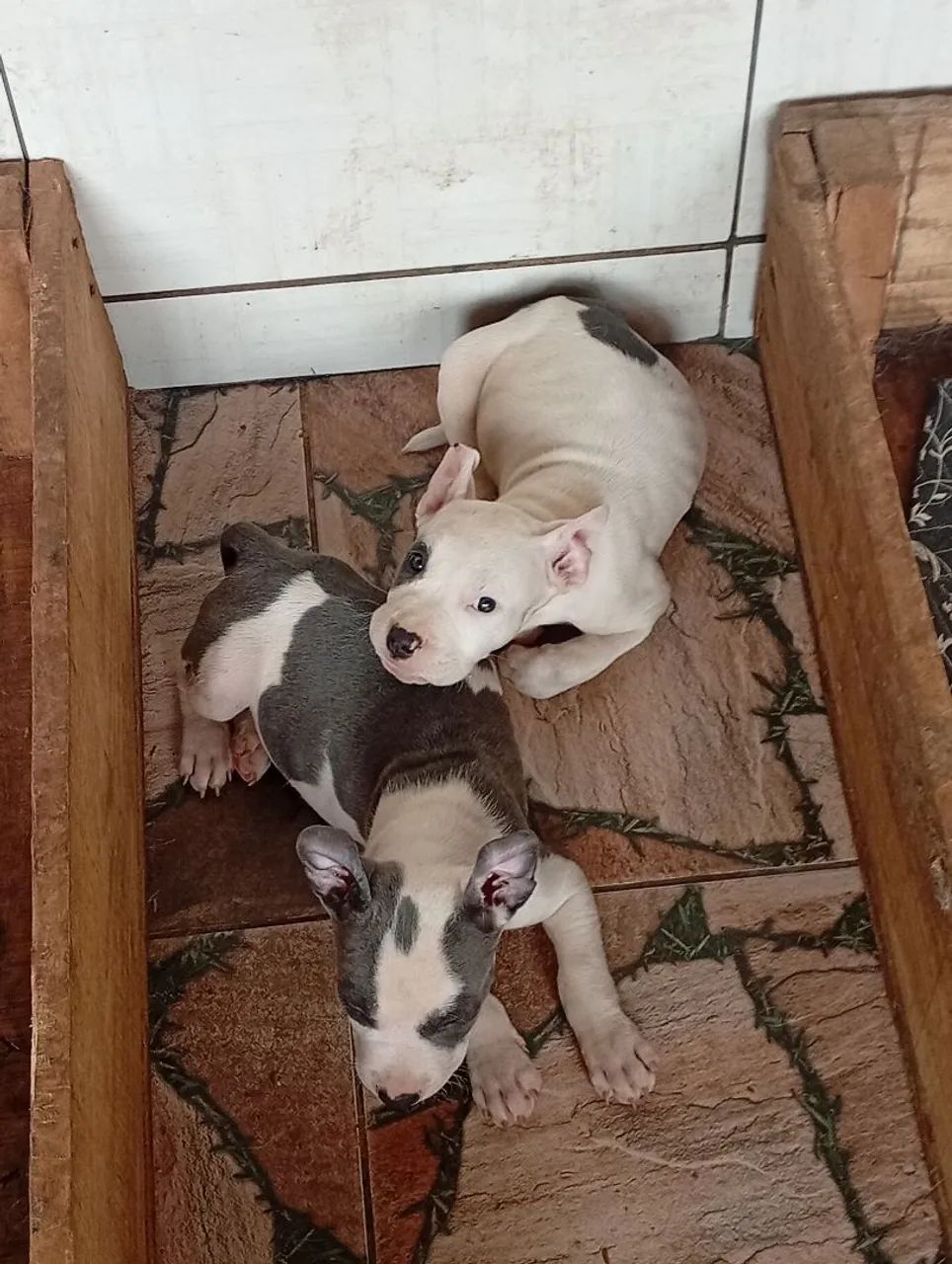 Casal de American Bully micro disponível leia o anúncio - Foto 3