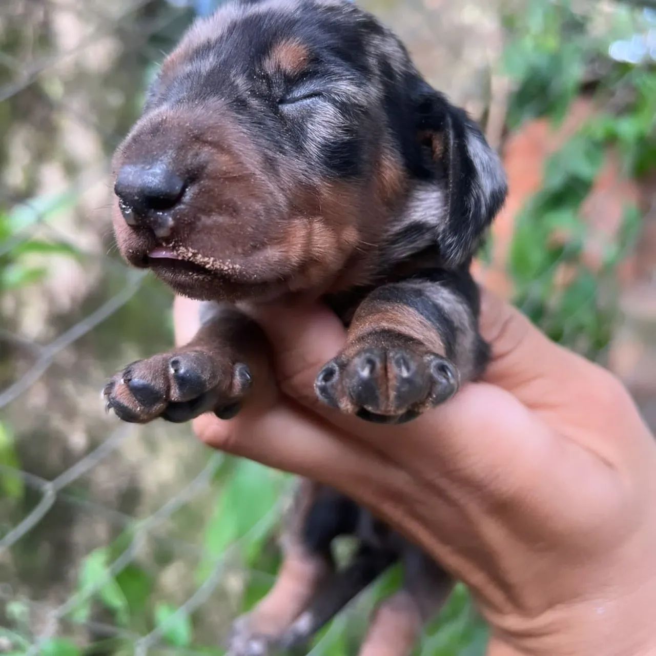 DACHSHUNDS KANINCHEN/ANÕES ALTO PADRÃO PARA EXIGENTES 