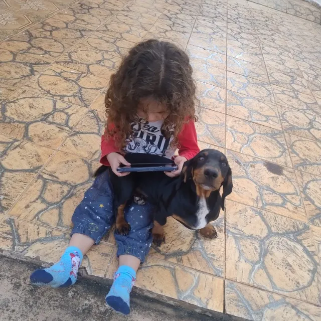 Dachshund Basset Cofap Salsicha 