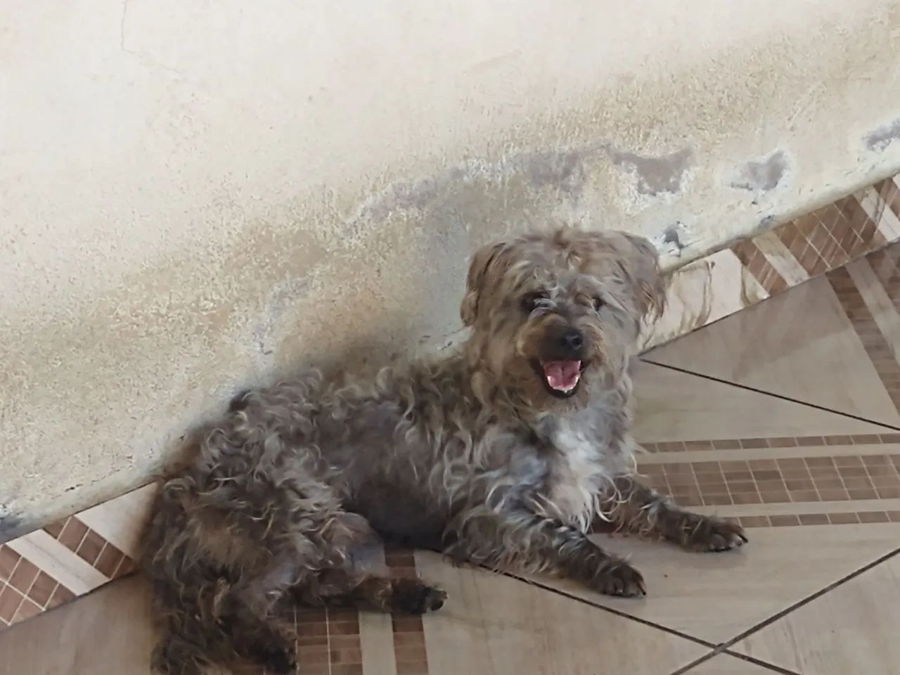 Vendo cachorros Shih Tzu - Foto 2