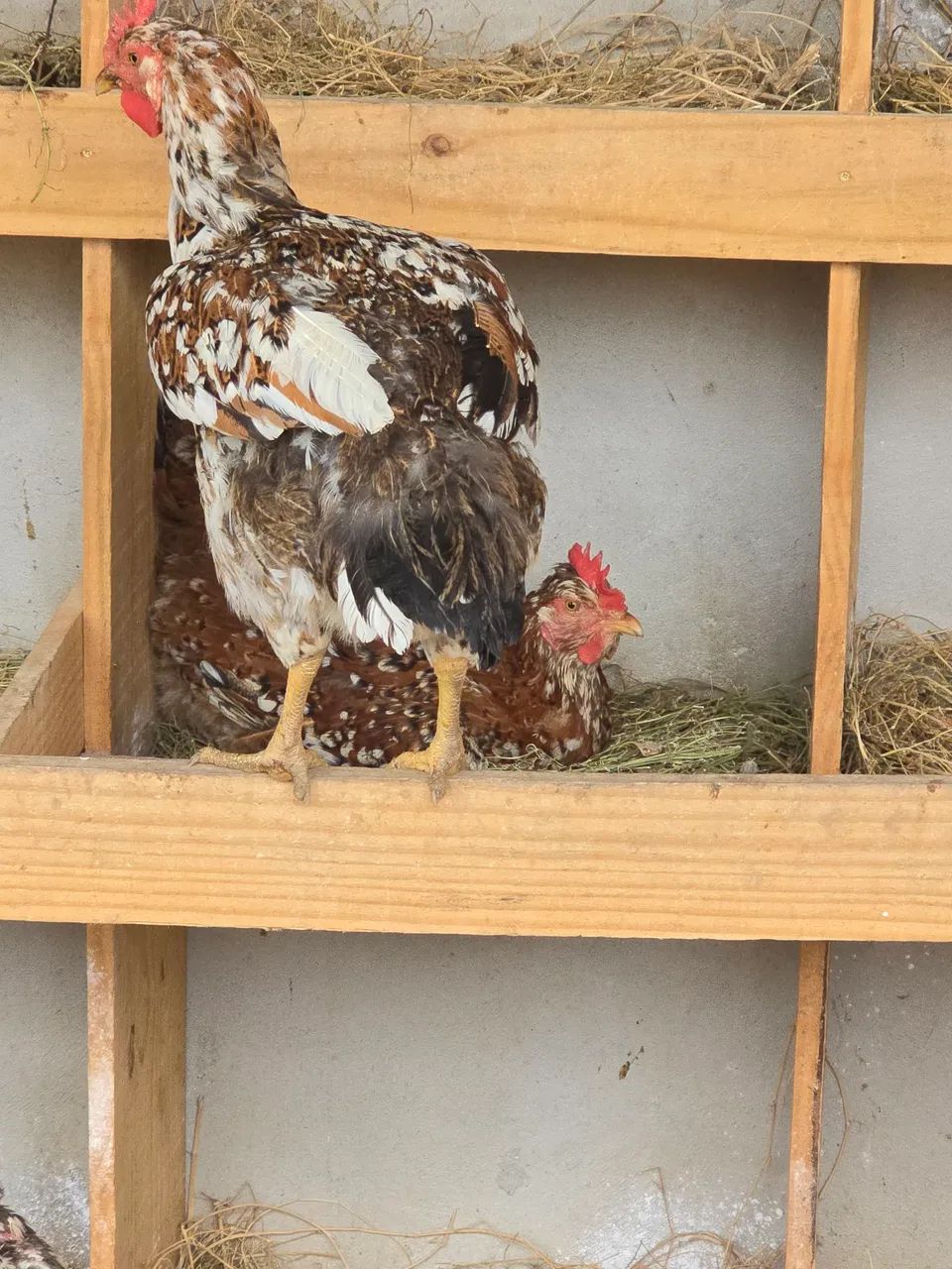 Ovos e Pintinhos de Galinha Balão - Foto 6