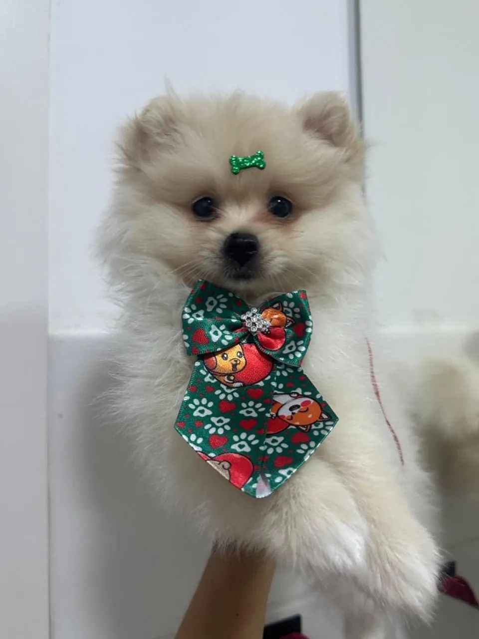 Lulu macho branco rj - Foto 2