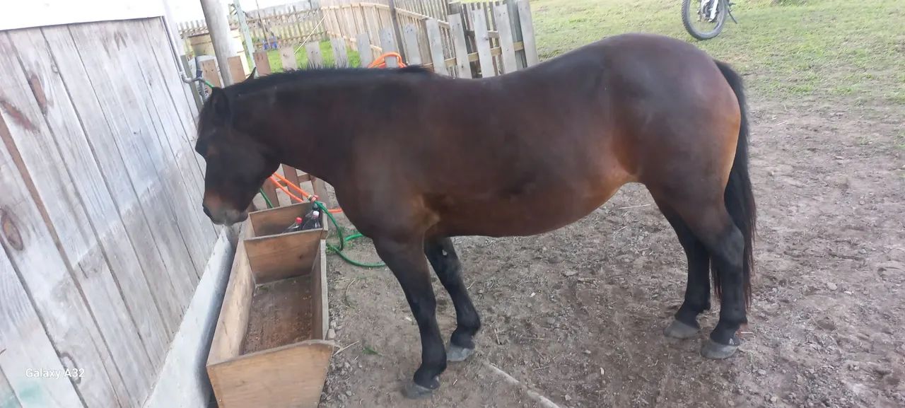 PETIÇA DE MONTARIA - Foto 3