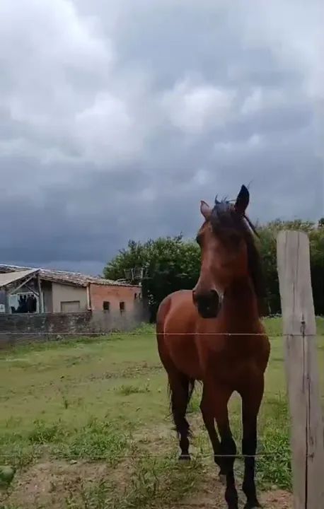 Manga larga marchador  - Foto 2