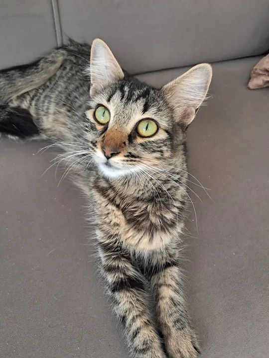 Doa-se gata - Foto 2