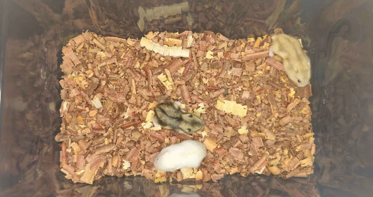 Hamster anão russo