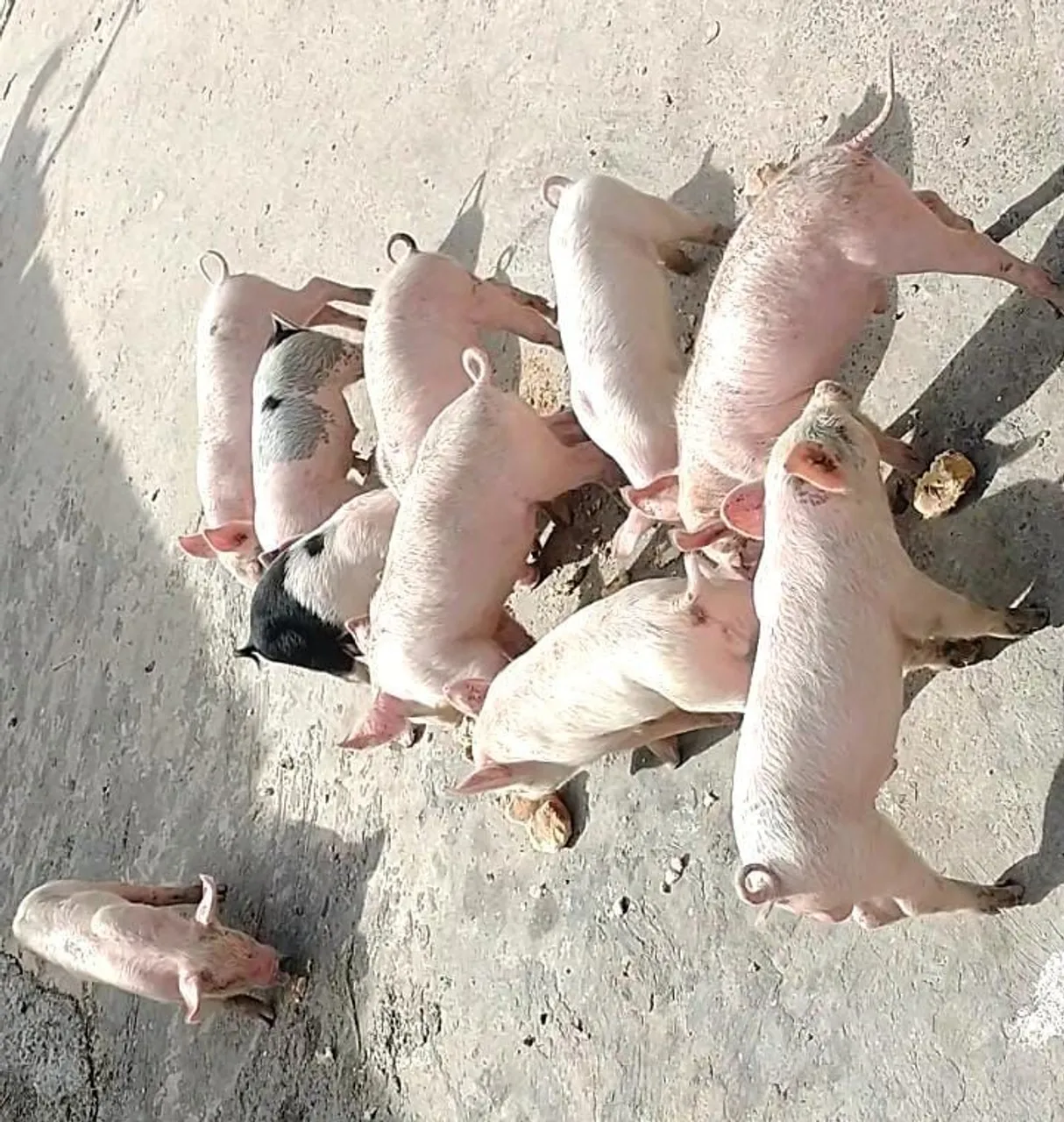 Filhotes de porco para venda