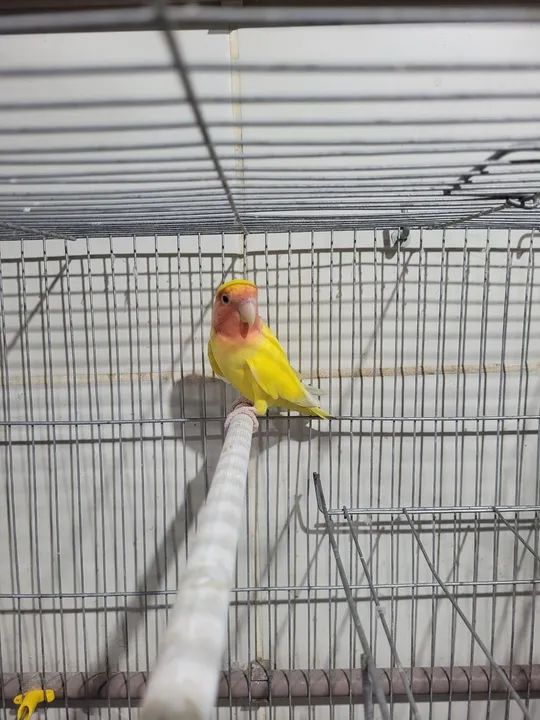 Lindo lutino - Foto 4