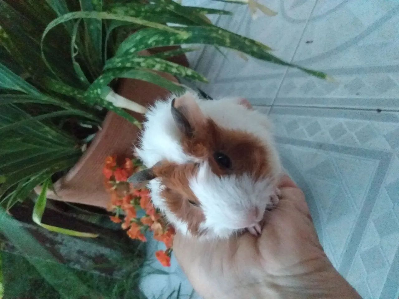 Vendo filhotes de porquinhos da índia  - Foto 4