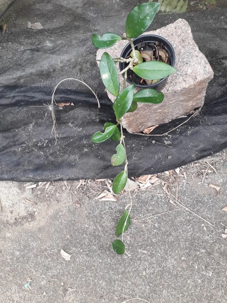 Roya carnosa - flor de cera - Porto Alegre RS  - Foto 3