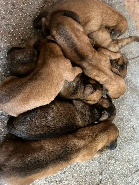 DACHSHUNDS KANINCHEN/ANÕES ALTO PADRÃO PARA EXIGENTES  - Foto 5