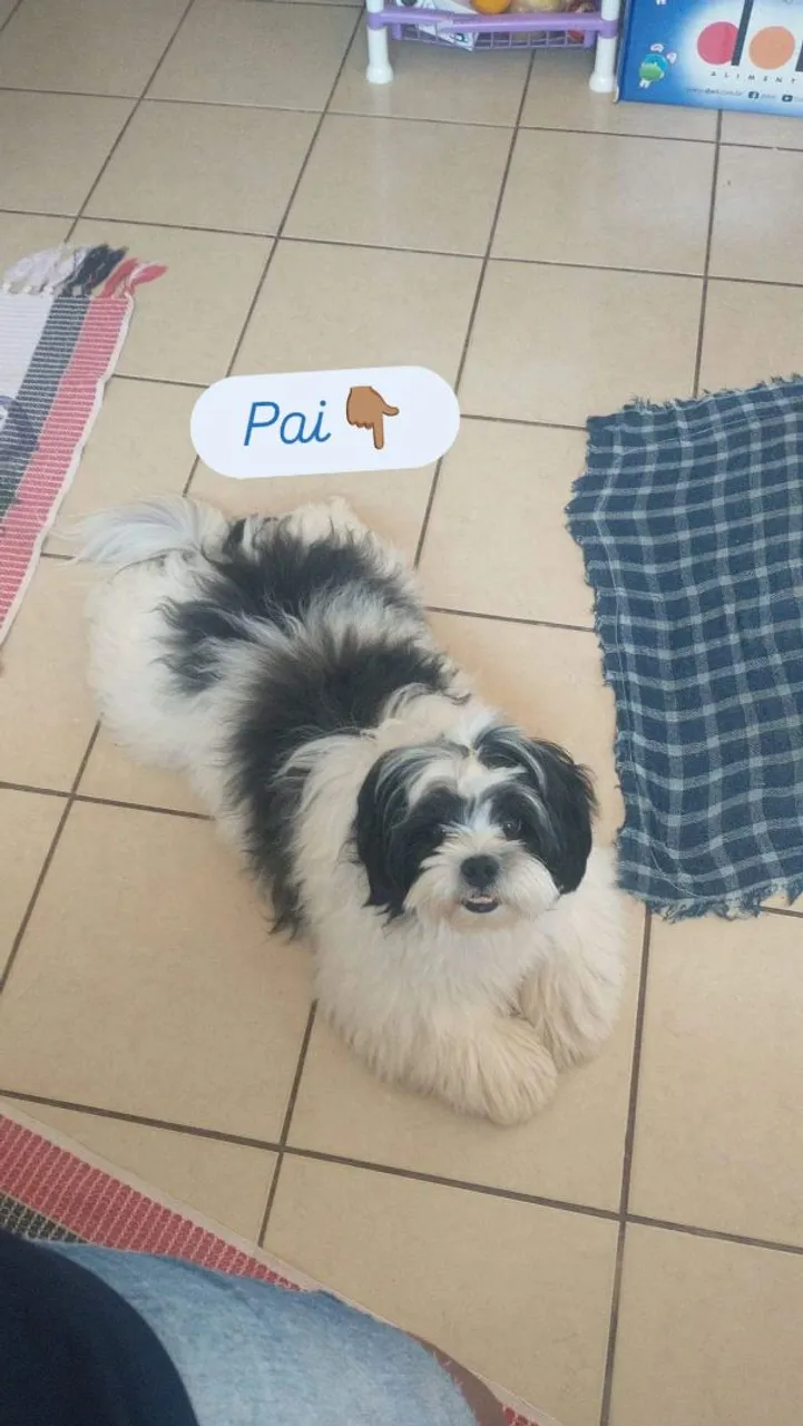 Shih Tzu Filhote - Uma fofura!