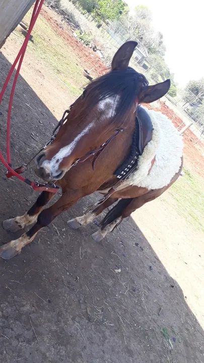 Vendo cavalo crioulo  - Foto 2