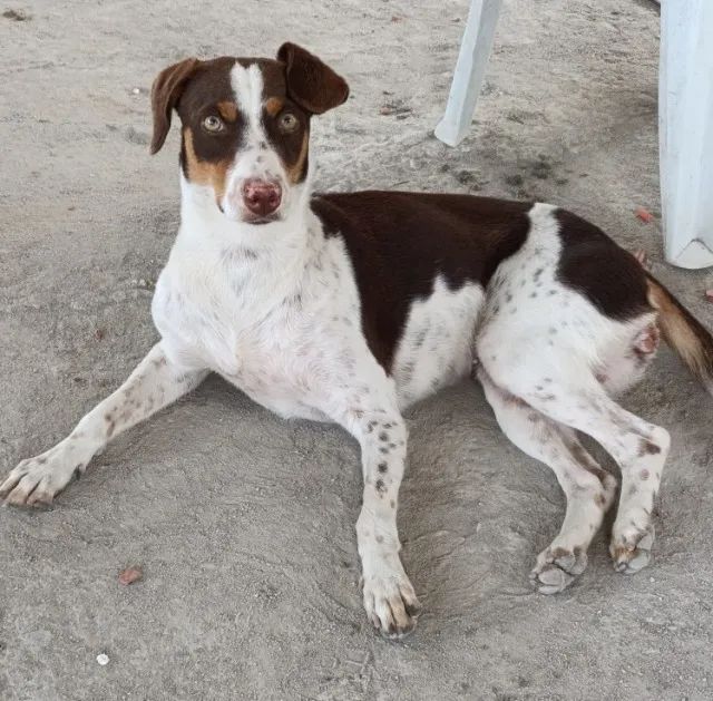 Doação Responsável - Cachorra