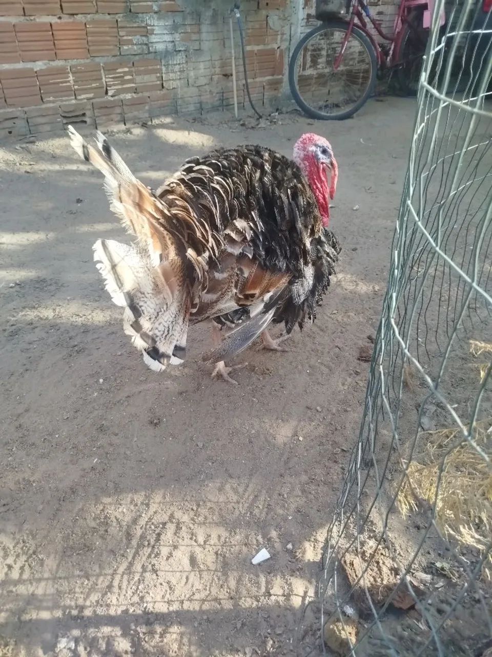 Peru - Foto 4