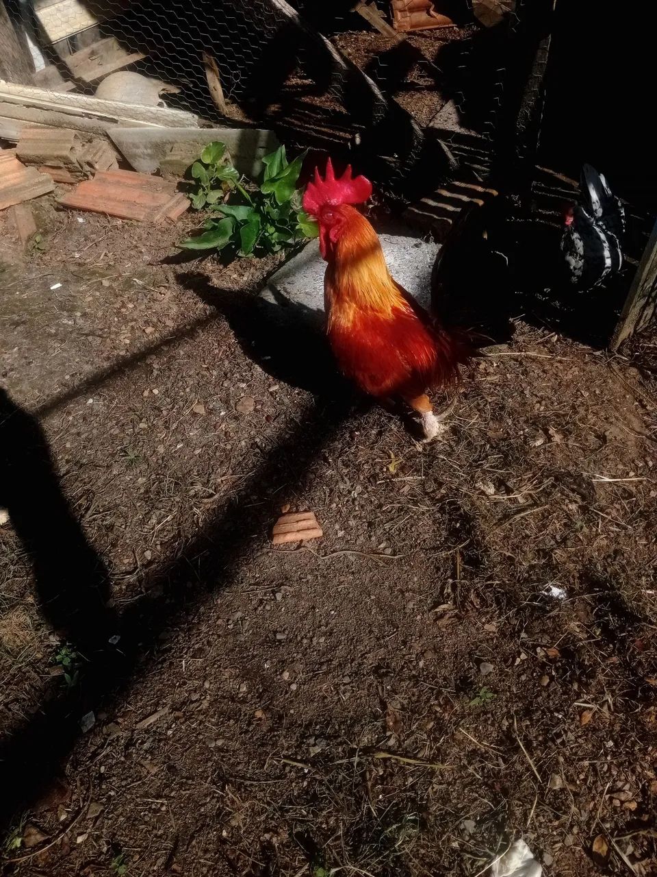 Vendo galizé - Foto 3