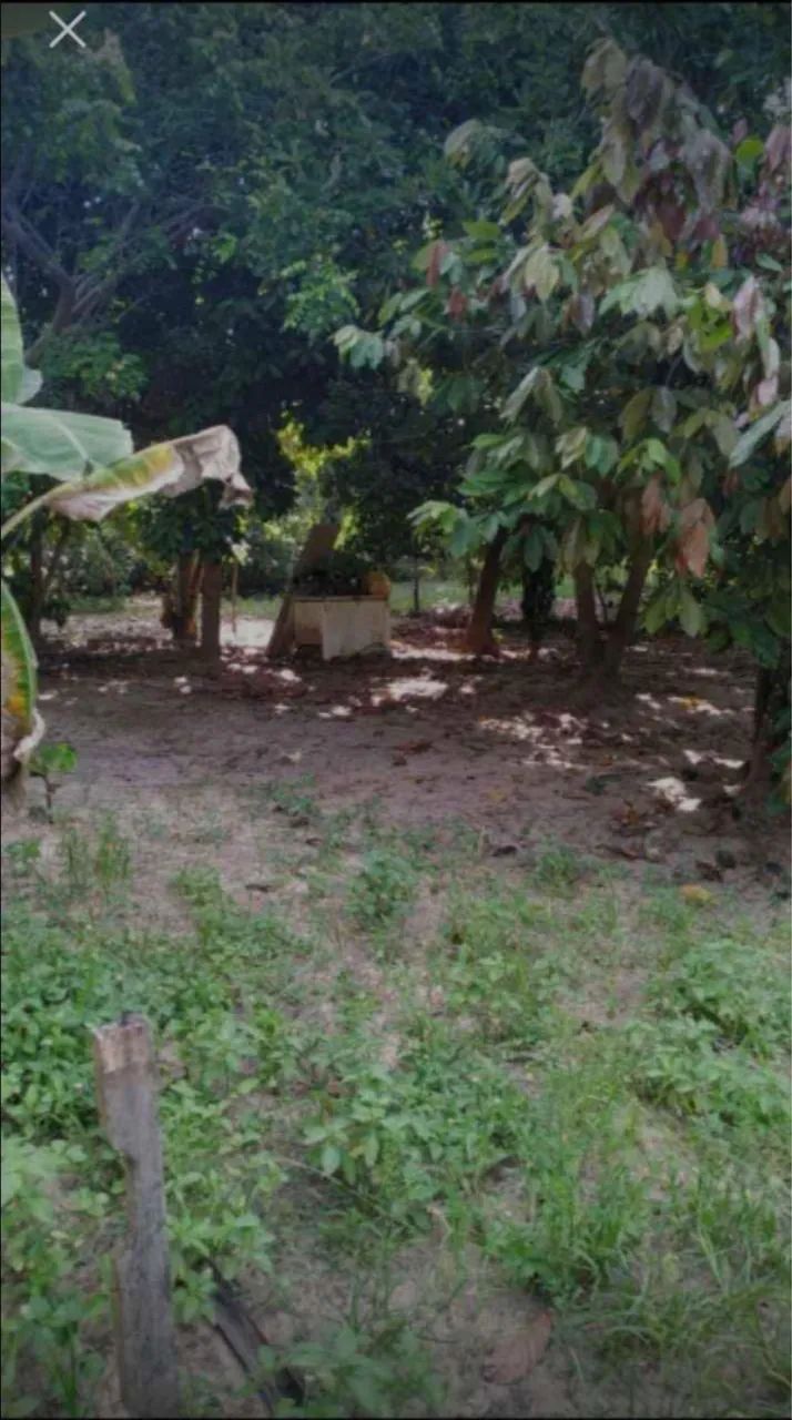 Vendo sitio em monte gordo  - Foto 3
