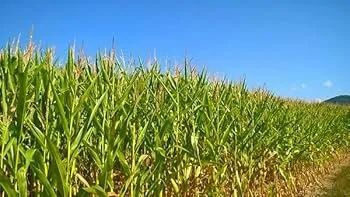 Calcario Agricola+magnesio sc 25kg  para Café, milho e lavoura em geral - Ji-parana - Foto 5