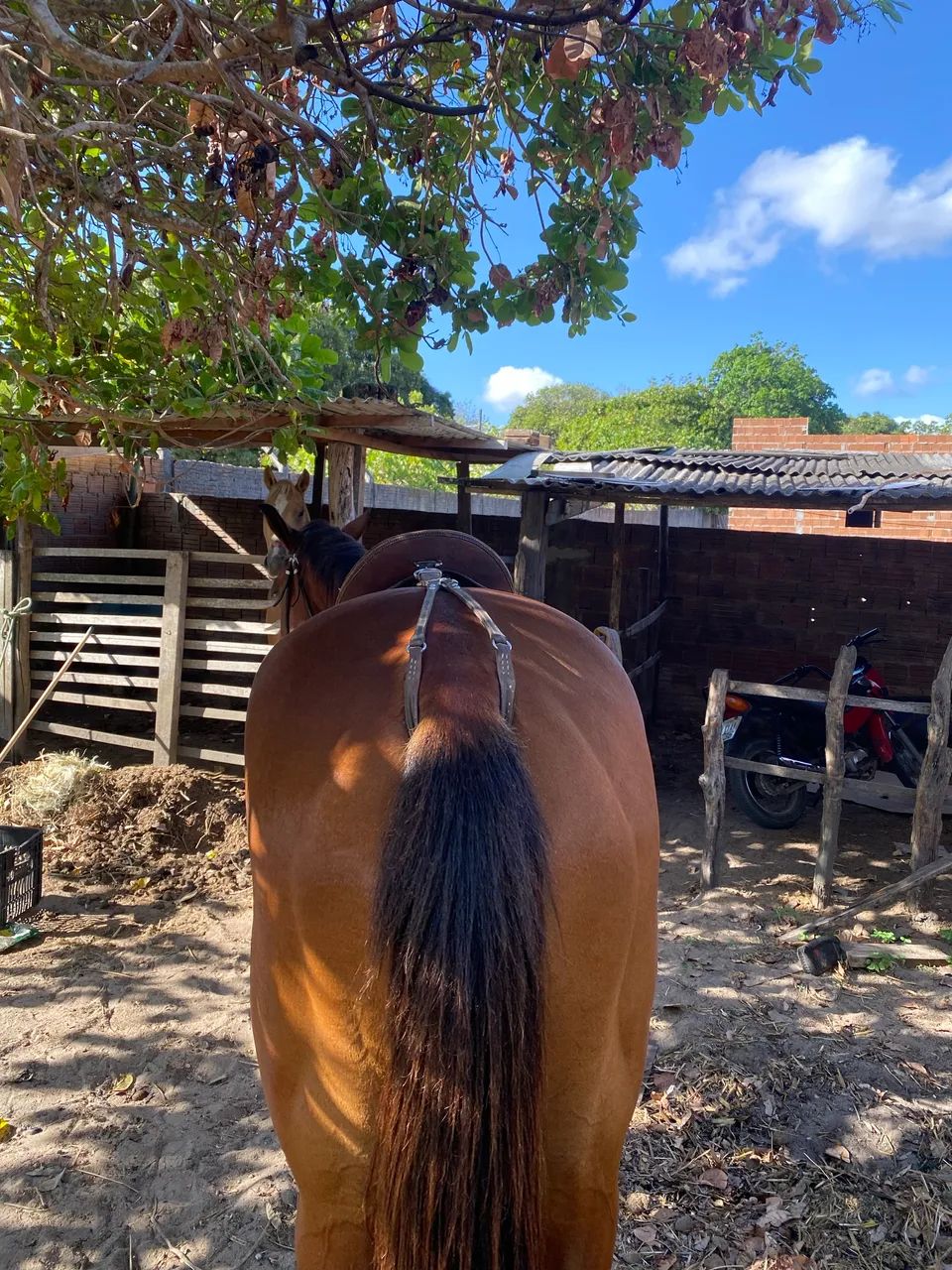 Potra iniciada na esteira com segunda muda,Aceito troca em outro animal também  - Foto 2