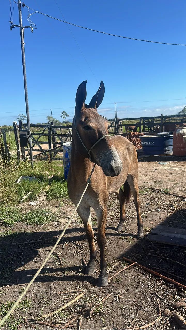 Cavalo - Foto 2