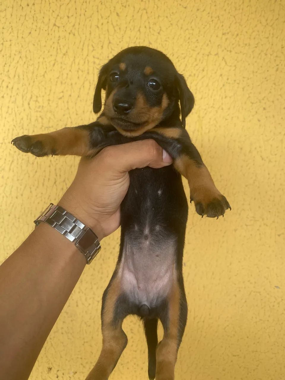 Cachorrinhos Salsichas(Dachshund) - Foto 2