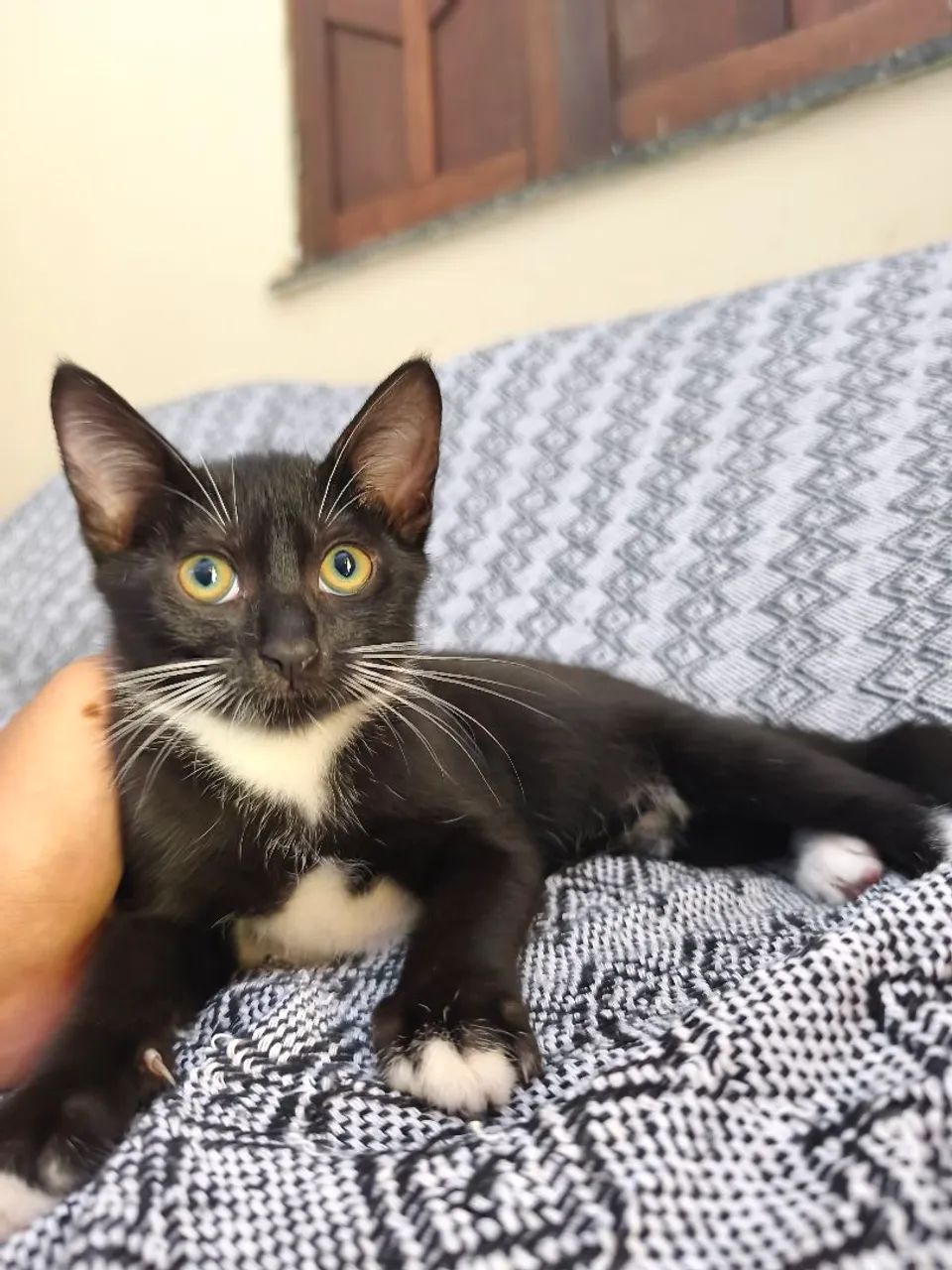 Filhotes para adoção  - Foto 2