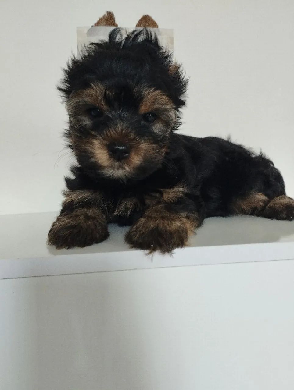 Yorkshire a pronta entrega - Foto 3