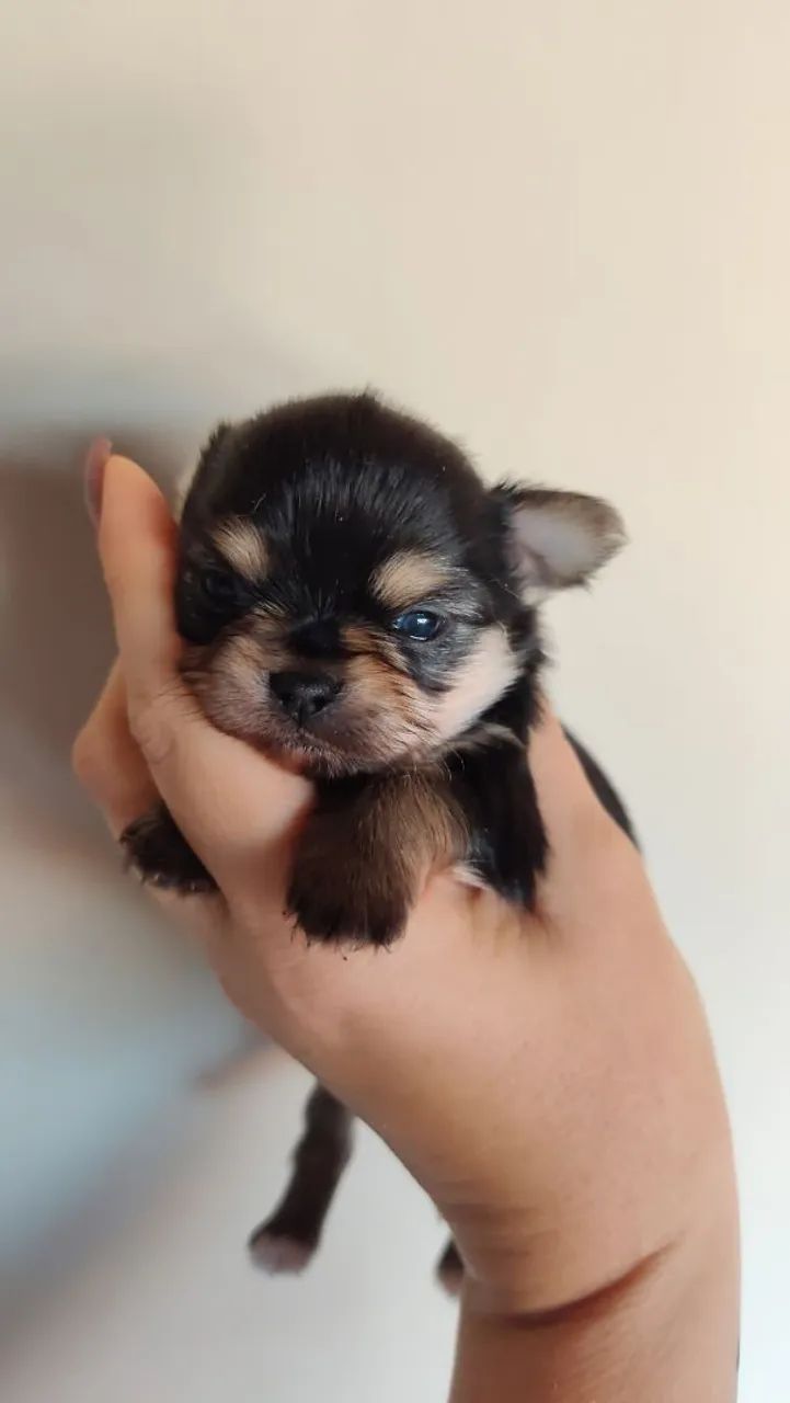 CHIHUAHUA Black tan - Foto 2