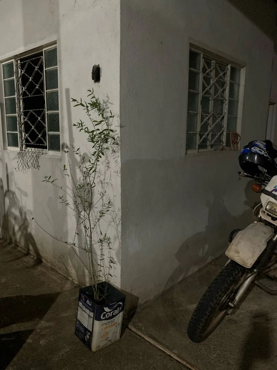 Pé de Romã