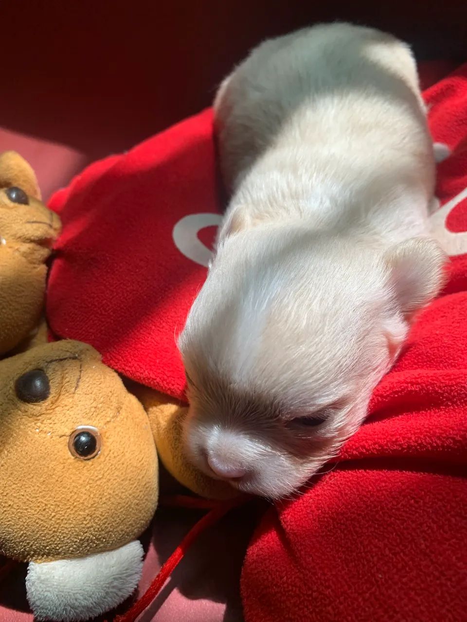 Chihuahuas  - Foto 4