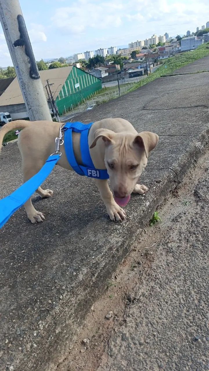 Pitbul