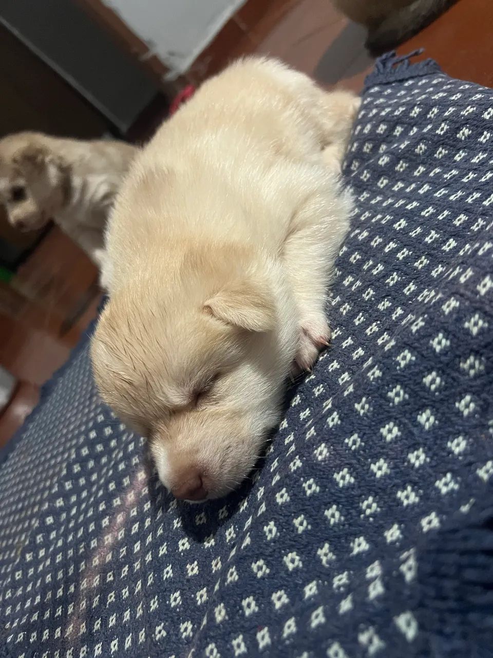 Husky siberiano - Foto 4