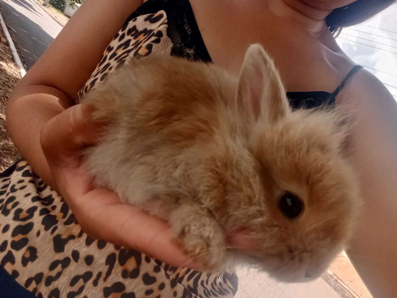 Coelha Lion filhote - Foto 2