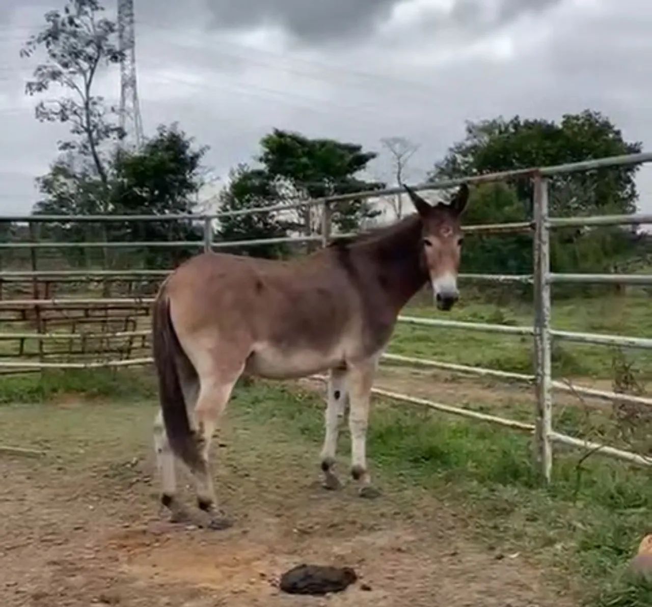 Burro  - Foto 2