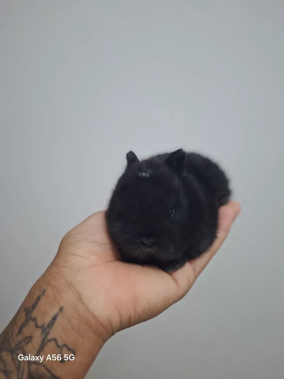   Anão Netherland Dwarf - Filhotes  - Foto 4