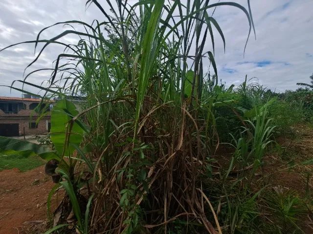 Terreno  - Foto 2