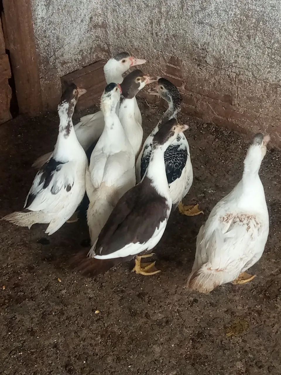 Patos  - Foto 6